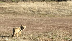 A coyote