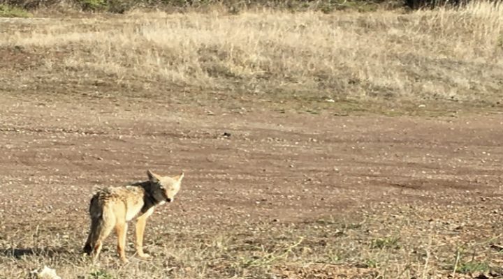 A coyote