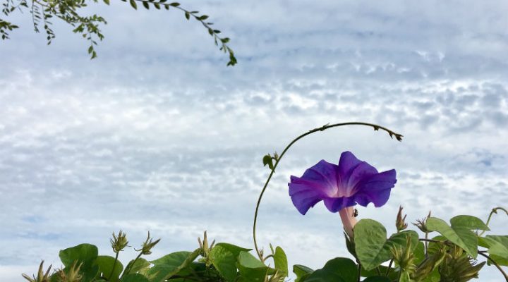 flower with sky