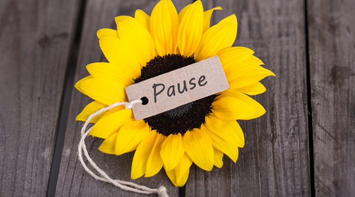 Sunflower and Pause note
