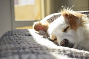 sleep dog on bed
