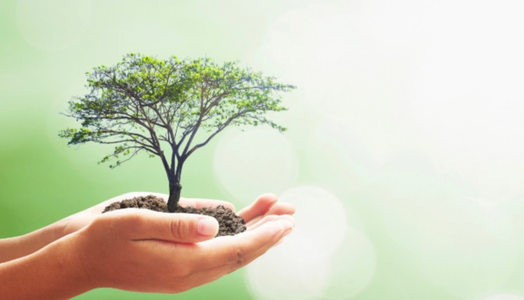 sappling tree tenderly in hand